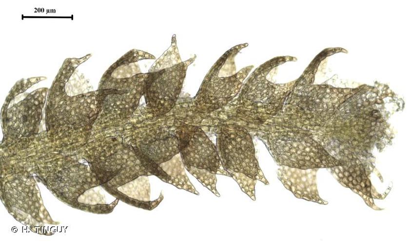 <i>Cephalozia ambigua</i> C.Massal., 1907 © H. TINGUY