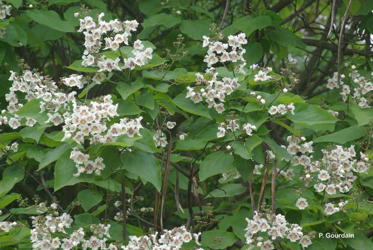 <i>Catalpa bignonioides</i> Walter, 1788 © P. Gourdain