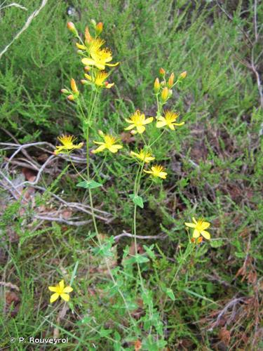 <i>Hypericum pulchrum</i> L., 1753 © P. Rouveyrol