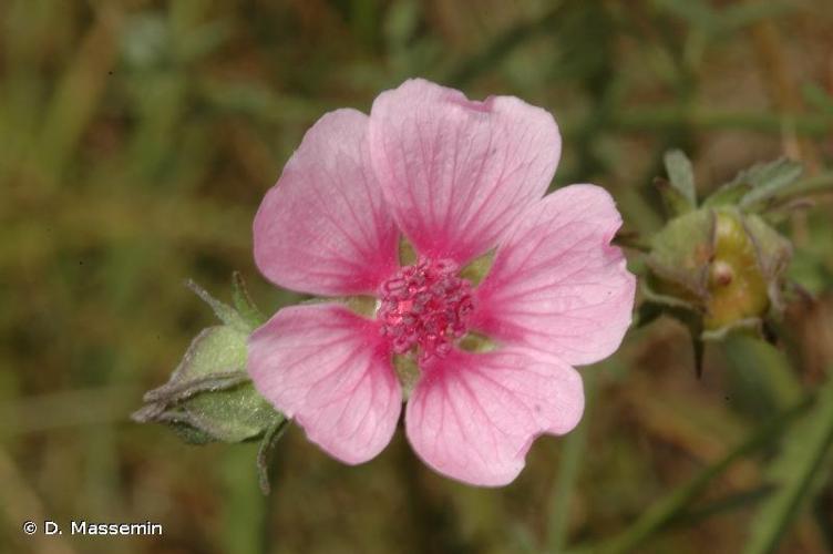 <i>Althaea cannabina</i> L., 1753 © D. Massemin