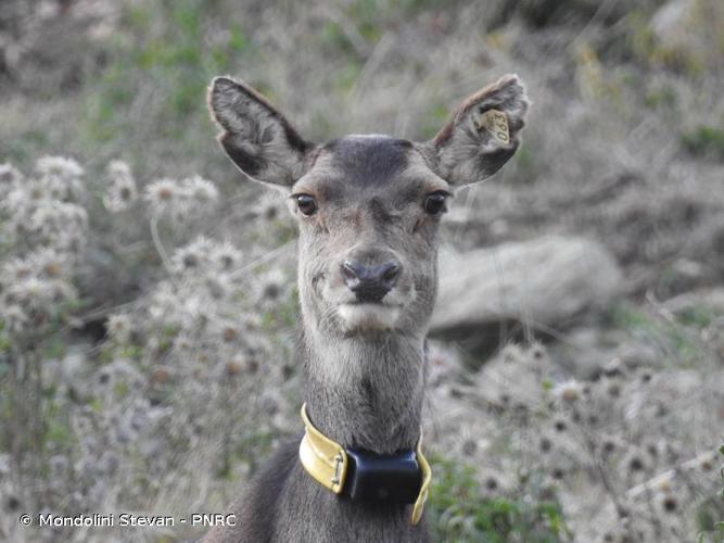 <i>Cervus elaphus corsicanus</i> Erxleben, 1777 © Mondolini Stevan - PNRC