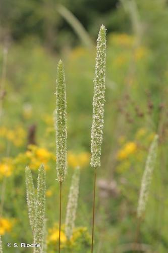 <i>Phleum phleoides</i> (L.) H.Karst., 1880 © S. Filoche