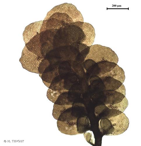 <i>Frullania microphylla</i> (Gottsche) Pearson, 1894 © H. TINGUY
