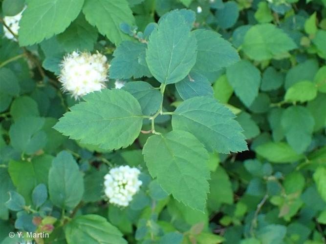 <i>Spiraea chamaedryfolia</i> L., 1753 © 