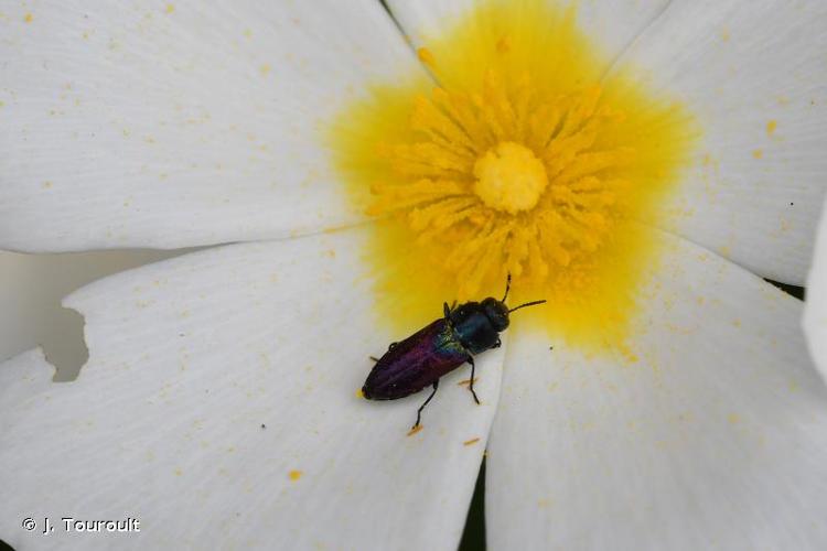 <i>Anthaxia scutellaris semireducta</i> Pic, 1911 © J. Touroult