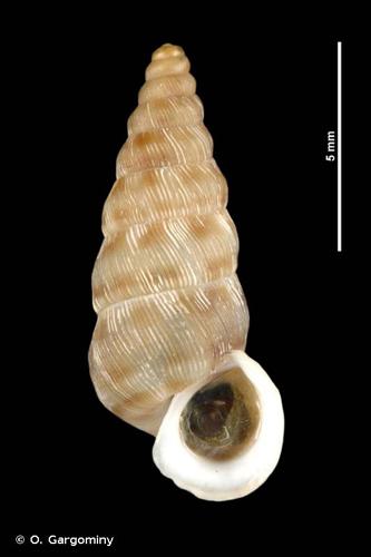 <i>Obscurella partioti</i> (Saint-Simon, 1848) © O. Gargominy