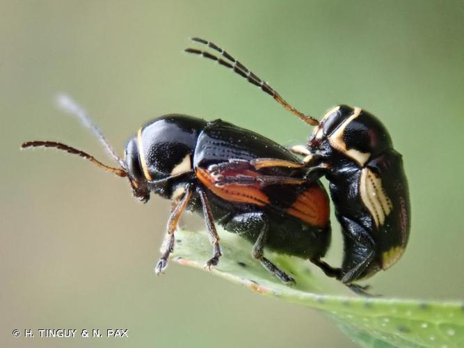 <i>Cryptocephalus moraei</i> (Linnaeus, 1758) © H. TINGUY & N. PAX