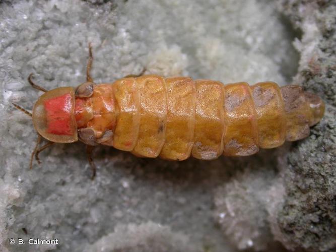 <i>Nyctophila reichii</i> (Jacquelin du Val, 1859) © B. Calmont