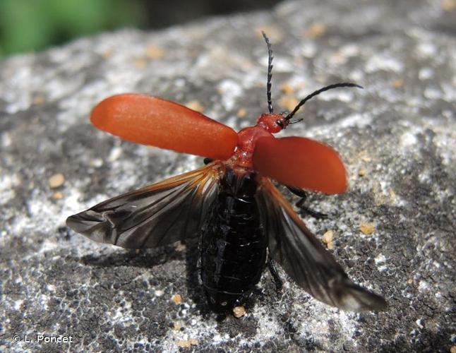 <i>Pyrochroa serraticornis</i> (Scopoli, 1763) © L. Poncet