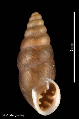 <i>Chondrina tenuimarginata</i> (Des Moulins, 1835) © O. Gargominy