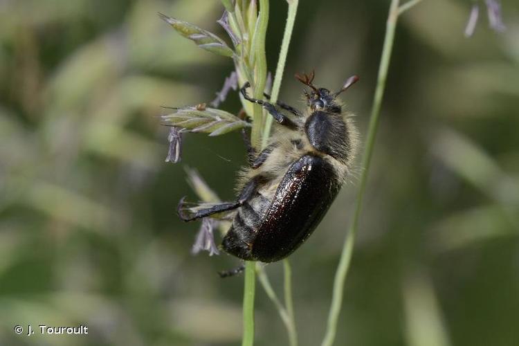 <i>Amphimallon atrum</i> (Herbst, 1790) © J. Touroult