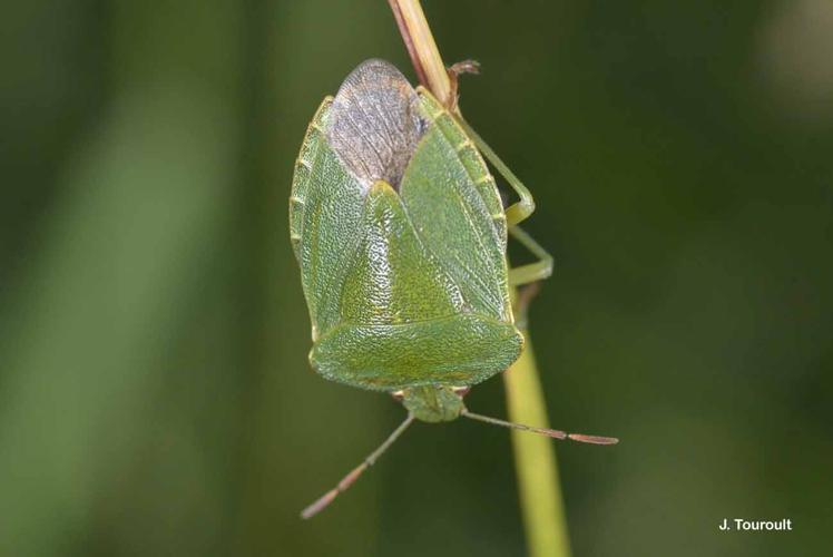 <i>Palomena prasina</i> (Linnaeus, 1760) © J. Touroult