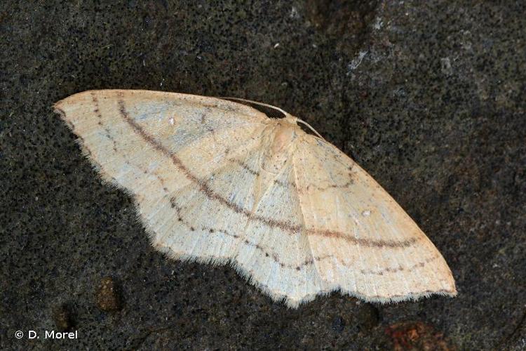 <i>Cyclophora linearia</i> (Hübner, 1799) © D. Morel