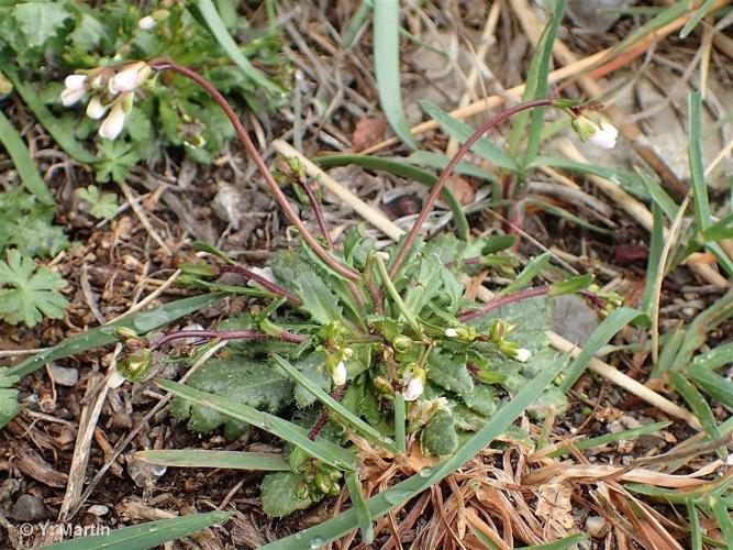 <i>Arabis scabra</i> All., 1773 © 