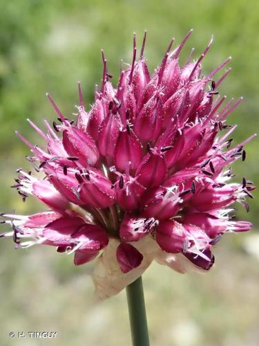 <i>Allium sphaerocephalon</i> L., 1753 © H. TINGUY