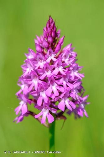 <i>Anacamptis pyramidalis</i> (L.) Rich., 1817 © E. SANSAULT - ANEPE Caudalis