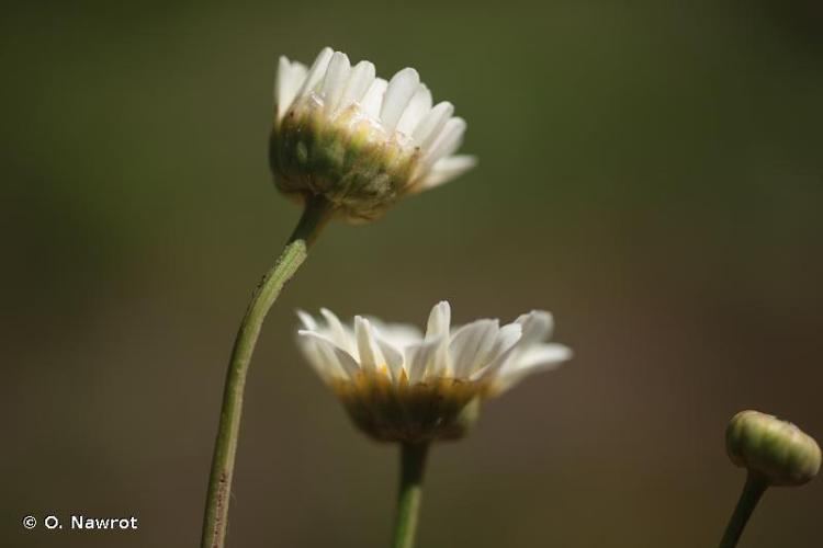 <i>Leucanthemum pallens</i> (J.Gay ex Perreym.) DC., 1838 © O. Nawrot