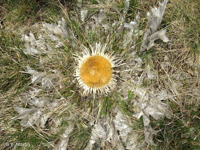 <i>Carlina acanthifolia </i>All., 1773 subsp.<i> acanthifolia</i> © 