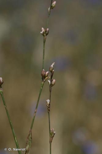 <i>Polygonum bellardii</i> All., 1785 © O. Nawrot