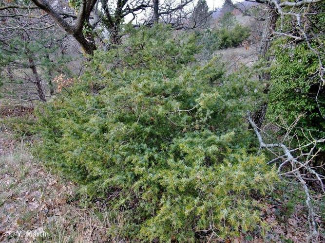 <i>Juniperus communis </i>L., 1753 subsp.<i> communis</i> © 