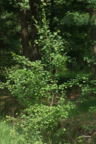 <i>Populus tremula</i> L., 1753 © P. Gourdain