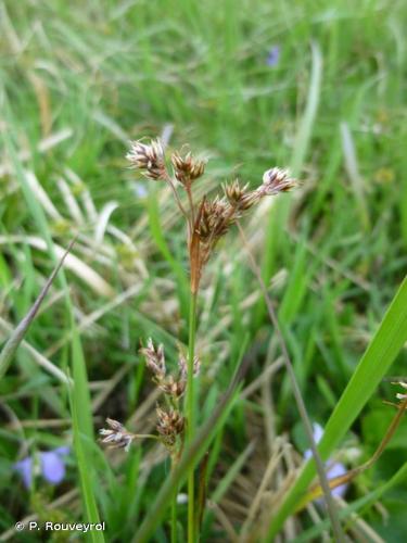 <i>Luzula campestris</i> (L.) DC., 1805 © P. Rouveyrol