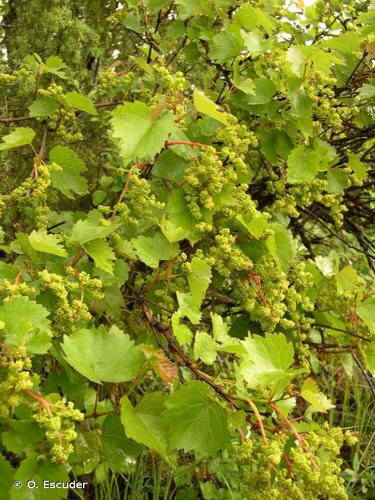 <i>Vitis vinifera </i>L., 1753 subsp.<i> vinifera</i> © O. Escuder