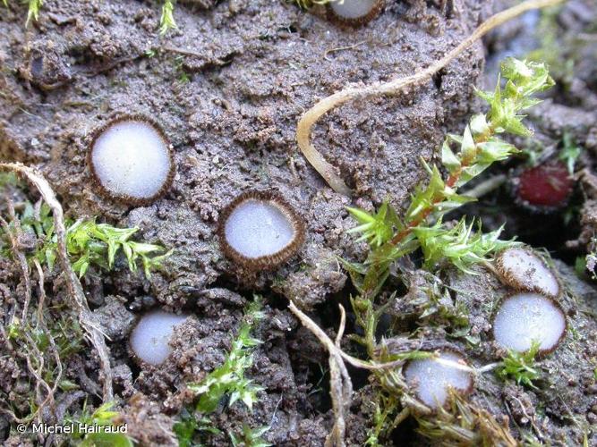 <i>Trichophaea woolhopeia</i> (Cooke & W.Phillips) Boud. © Michel Hairaud