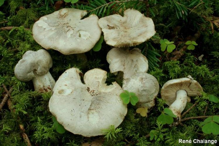 <i>Tricholoma filamentosum</i> (Alessio) Alessio, 1988 © R. Chalange