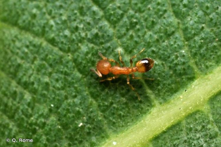 <i>Temnothorax unifasciatus</i> (Latreille, 1798) © Q. Rome