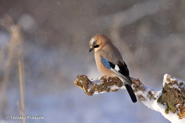 <i>Garrulus glandarius</i> (Linnaeus, 1758) © Tomasz Proszek