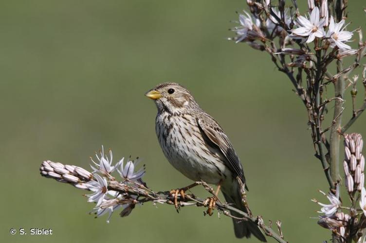 <i>Emberiza calandra</i> Linnaeus, 1758 © S. Siblet