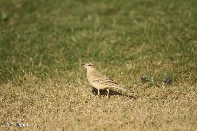 <i>Anthus campestris</i> (Linnaeus, 1758) © F. Jiguet