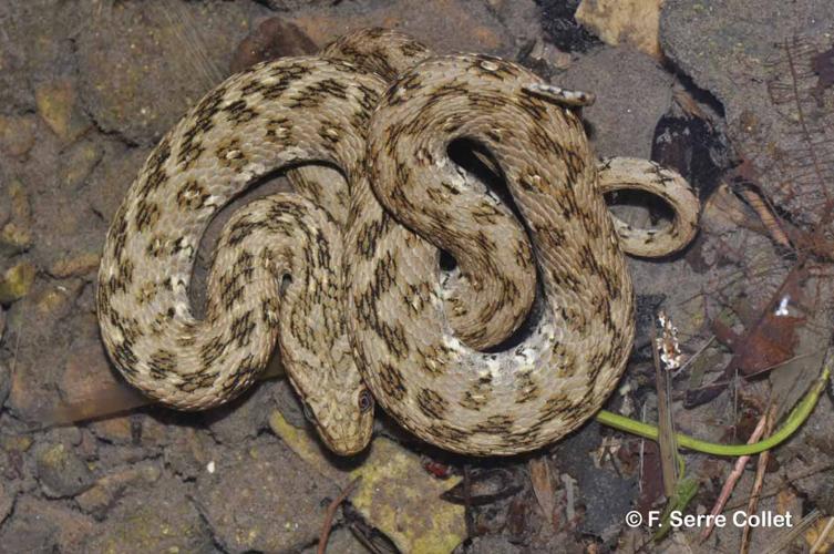 <i>Natrix maura</i> (Linnaeus, 1758) © F. Serre Collet