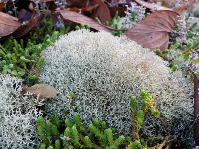 <i>Cladonia rangiformis</i> Hoffm., 1796 © R. Poncet