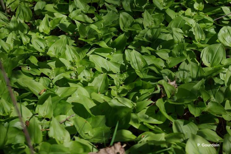 <i>Maianthemum bifolium</i> (L.) F.W.Schmidt, 1794 © P. Gourdain