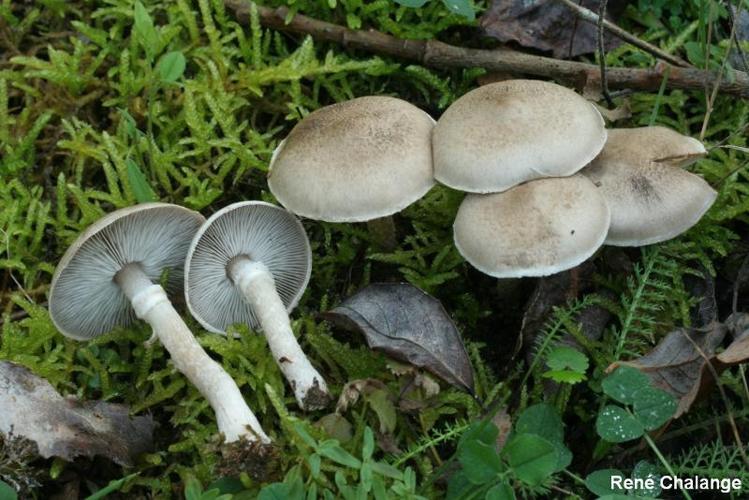 <i>Tricholoma cingulatum</i> (Almf. : Fr.) Jacobasch © R. Chalange