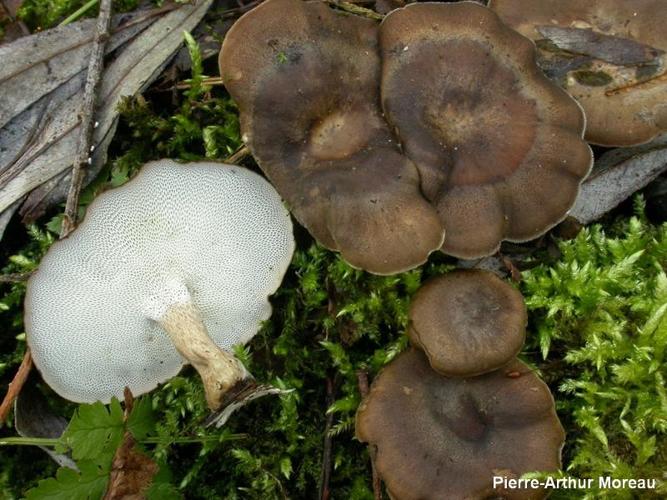 <i>Polyporus brumalis</i> (Pers. : Fr.) Fr., 1818 © PA. Moreau