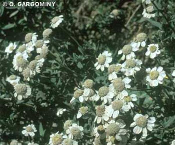 <i>Achillea ptarmica </i>subsp.<i> pyrenaica</i> (Sibth. ex Godr.) Heimerl, 1884 © O. Gargominy