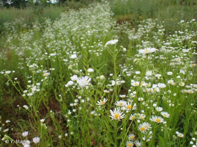 <i>Erigeron annuus</i> (L.) Desf., 1804 © 