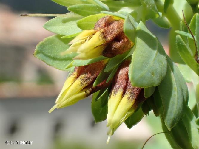 <i>Cerinthe minor</i> L., 1753 © H. TINGUY