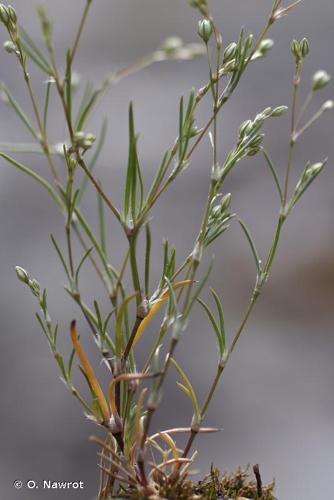 <i>Spergula segetalis</i> (L.) Vill., 1789 © O. Nawrot