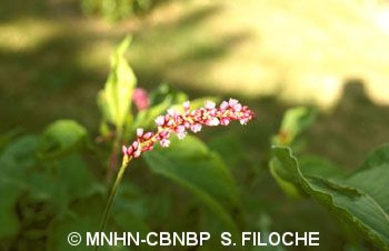 <i>Persicaria orientalis</i> (L.) Spach, 1841 © MNHN-CBNBP S. Filoche