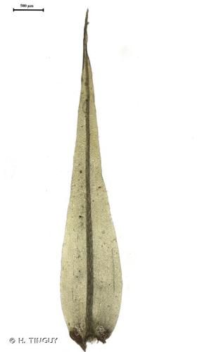 <i>Dicranum spadiceum</i> J.E.Zetterst., 1865 © H. TINGUY
