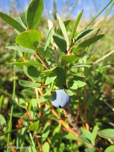 <i>Vaccinium uliginosum</i> L., 1753 © P. Rouveyrol