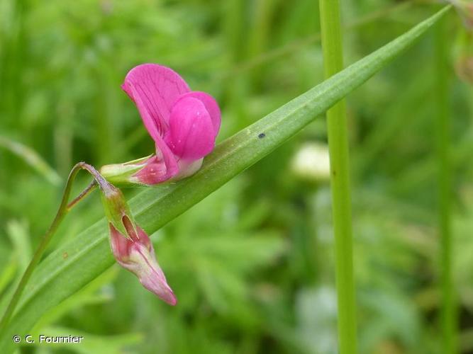 <i>Lathyrus nissolia</i> L., 1753 © C. Fournier