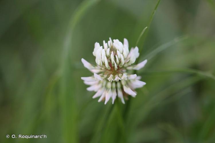 <i>Trifolium repens</i> L., 1753 © O. Roquinarc'h