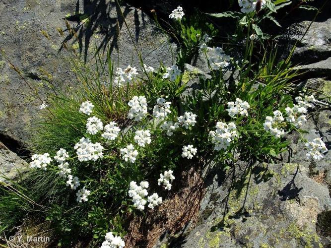 <i>Achillea erba-rotta </i>subsp.<i> moschata</i> (Wulfen) Vacc., 1909 © 