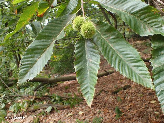 <i>Castanea sativa</i> Mill., 1768 © Y. Martin