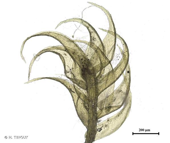 <i>Drepanium fastigiatum</i> (Hampe) C.E.O.Jensen, 1887 © H. TINGUY